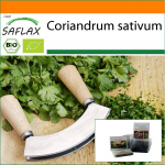 SAFLAX - Aed kotis - Orgaaniline - Koriander - 150 seemet - Substraadiga sobivas p&uuml;stijas kotis - Coriandrum sativum