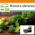 SAFLAX - Aed kotis - Orgaaniline - Brokkoli - Calabrese - 100 seemet - Substraadiga sobivas p&uuml;stises kotis - Brassica oleracea