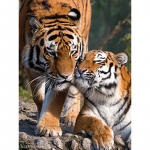 5D DIY Teemantmaali Loomade Ristpistes Komplekt &uuml;mmargune Teemanttikandid Tiiger Rhinestone Pilt Kodukaunistuse kingitus Full Round 20x30CM