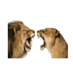 Tiigerleopard L&otilde;vipea Loomad L&otilde;uend Sein Mustvalge kunst pimeduses Pop Lahe kunst Kaasaegne maalimine Kodupildid Dekoratsioon Plakatid Prindid 20x30cm No Frame valge