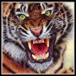 Teemantmaal Angry Tiger 3D Teemanttikandid Mosaiik Pilt Rhinestone 30x30CM