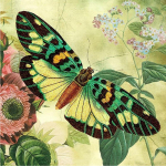 Kodukaunistus 5D DIY Teemantmaal Liblikad Teemanttikandid Ristpistes Pilt kividest 30X30CM