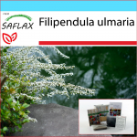 SAFLAX - Kingikomplekt - Meadowsweet - 500 seemet - Koos kinkekarbi, kaardi, etiketi ja potisubstraadiga - Filipendula ulmaria
