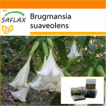 SAFLAX - Aed kotis - Angel's Trumpet White - 10 seemet - Substraadiga sobivas p&uuml;stijas kotis - Brugmansia suaveolens