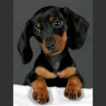 5D DIY teemantmaaling Armas v&auml;ike must koer teemanttikandid ristpistes t&auml;ispistes kivimosaiigiga kodukaunistus Round 30x40cm