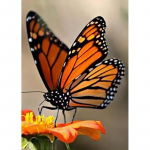 Liblikamustriga 5D DIY Teemantmaali Ristpistekomplektid Teemantkunsti kristallmosaiigist tikandid Maalimine Kodukaunistuse kingitus Full Round 20x30CM