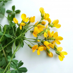 150 Graines de Lotier Cornicul&eacute; (Lotus corniculatus) - SemiSauvage Permaculture