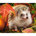 Teemantmaaling Loomade Siil Teemanttikandid Loomade Ristpistes Rhinestone Kodukaunistus 20X30CM