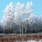 Teemanttikandid T&auml;isekraan maastik Kask Talv lumi Teemantmaal Maastik Rhinestone 30x30CM