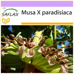 SAFLAX - Harilik banaan - 10 seemet - Musa X paradisiaca