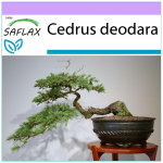 SAFLAX &ndash; Bonsai &ndash; India seeder &ndash; 35 seemet &ndash; Cedrus deodara