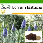 SAFLAX &ndash; Madeira uhkus &ndash; 100 seemet &ndash; Potisubstraadiga paremaks kasvatamiseks &ndash; Echium fastuosa