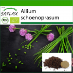 SAFLAX &ndash; Mahe &ndash; Murulauk &ndash; 250 seemet &ndash; Potisubstraadiga paremaks kasvatamiseks &ndash; Allium schoenoprasum