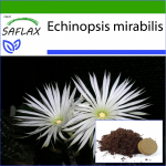 SAFLAX &ndash; jumaldamise lill &ndash; 40 seemet &ndash; Potisubstraadiga paremaks kasvatamiseks &ndash; Echinopsis mirabilis