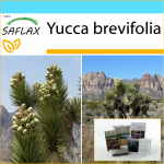 SAFLAX &ndash; kinkekomplekt &ndash; Joshua Tree &ndash; 10 seemet &ndash; Koos kinkekarbi, kaardi, etiketi ja potisubstraadiga &ndash; Yucca brevifolia