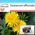 SAFLAX &ndash; Kingikomplekt &ndash; V&otilde;ilill &ndash; 200 seemet &ndash; Koos kinkekarbi, kaardi, etiketi ja potisubstraadiga &ndash; Taraxacum officinale