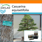 SAFLAX - Aed kotis - Bonsai - Meriraudpuu - 200 seemet - Substraadiga sobivas p&uuml;stises kotis - Casuarina equisetifolia