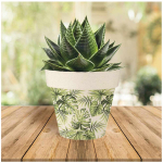Les Tr&eacute;sors De Lily [A1704] &ndash; roheline troopiline bambuse istutusmasin (monstera) -  14x12 cm roheline