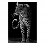 Musta Aafrika metsloomad Loomad L&otilde;vi Kaelkirjak Sebra Leopard Plakatid ja tr&uuml;kised Mustvalge seinal&otilde;uend Maalid Pildid Elutoa Kodukaunistus 20x30cm No Frame