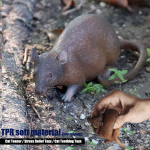 Kiusavad kassim&auml;nguasjad Pehmed kummist hiired vallatu kassipojad stimuleerivad hammustuskindlate hammaste tulekut V&auml;ikesed nukud TPR mouse