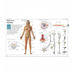 Anatoomilise lihass&uuml;steemi plakat Inimkeha anatoomia diagramm Meditsiiniline hariduslik l&otilde;uend koolide sisekujunduseks 40x50cm