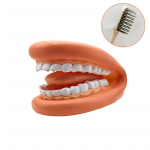 1 komplekt Hambaravimudel V&otilde;imas Suu K&auml;piknukk Keelega Logopeedia jaoks Hambaarst / Hariduslik &Otilde;ppeallikas Lastele