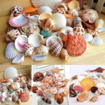 100g Segatud merekarbid Shell Craft Seashells Home Akvaarium Nautical