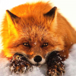 T&auml;ielik 5D-teemantmaaling multifilm Loom Fox Mosaiik Tikand Ristpistes Kodukaunistus K&auml;sitsi valmistatud 25x25cm