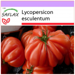 SAFLAX - Tomat - Costoluto Genovese - 10 seemet - Lycopersicon esculentum