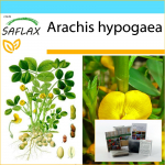 SAFLAX - Kingikomplekt - Maap&auml;hklitaim - 8 seemet - Koos kinkekarbi, kaardi, etiketi ja potisubstraadiga - Arachis hypogaea
