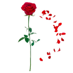 Les Tr&eacute;sors De Lily [R1819] - kleebiste leht  Rose Rouge  punane roheline - 20x70 cm punane