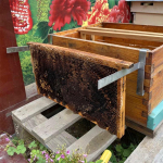 2 tk mesipuu raami hoidja mesilastaru k&auml;epide, roostevabast terasest mesindustarvikute t&ouml;&ouml;riist