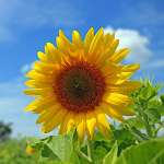 Słonecznik ogrodowy nasiona warzyw świeże PREMIUM 10g