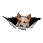 3D Red Heeler autokleebis, l&otilde;bus veekindel kleebis autodele, veoautodele, mootorratastele, seintele, akendele, PVC materjalile 15cm-Longest Side