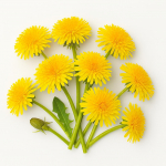 300 Graines de Pissenlit Dent de Lion (Taraxacum officinale)