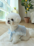 Haneul mung mung Tinker Belli pitskapa Yellow