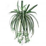 1 tk Chlorophytum Comosum kunstlik rohelus Kodu Hotellide sisustus Kunstlik &auml;mblikutaim