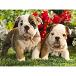 5D Teemantmaal Ristpistes Bulldog Brother Teemanttikandid 20X30CM