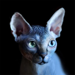 T&auml;ielik 5D teemantmaaling multifilm Monster Cat tikandid Ristpistes Kodukaunistus K&auml;sitsi valmistatud kingitus 25x25cm