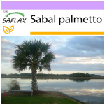 SAFLAX - Palmetto Palm - 8 seemet - Sabal palmetto