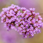 Patagoonia verbena seemned 0,3g - VILMORIN