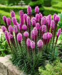 50 Kansase ploomi seemet (Liatris Spicata) Purpurroos &ndash; poolmetsik permakultuur