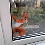 1 tk Piiluva orava seinakleebis, seinte ja akende kleebised 1 PC