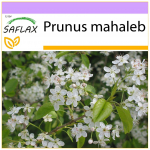 SAFLAX - Mahaleb Cherry - 30 seemet - Prunus mahaleb