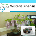 SAFLAX - Kingikomplekt - Bonsai - Sinine Hiina Wisteria - 4 seemet - Koos kinkekarbi, kaardi, etiketi ja potisubstraadiga - Wisteria sinensis