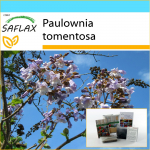 SAFLAX &ndash; Kingikomplekt &ndash; Printsessipuu &ndash; 200 seemet &ndash; Koos kinkekarbi, kaardi, etiketi ja potisubstraadiga &ndash; Paulownia tomentosa