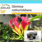 SAFLAX &ndash; kinkekomplekt &ndash; Aafrika ronimisliilia &ndash; 15 seemet &ndash; Koos kinkekarbi, kaardi, etiketi ja potisubstraadiga &ndash; Gloriosa rothschildiana