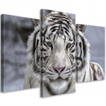 Kolmeosalise pildiga l&otilde;uendiprint Tiger Wild Animal Black White 60x40 valge/must