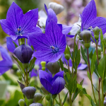 150 suure&otilde;ielist kelluka seemet (Platycodon grandiflorus azul) Hiina kelluke