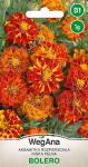 Tagetes Rozpierzchła low Bolero 1g saialilleseemneid - WegAna